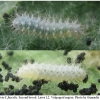 mel triv fascelis larva2 volg2